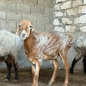 Goç