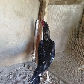 Taşkent horaz