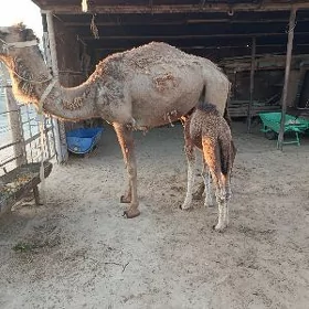 köşekli duye