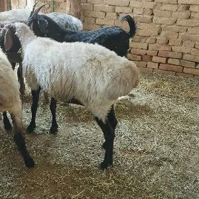 Gysyr goýun goç