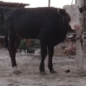 GIBIRT OKÜZ