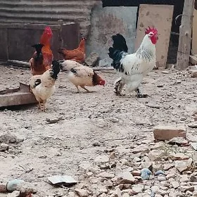 towuk   6 ay juje 3 ay