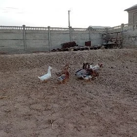Yaşyl Waş telpekli