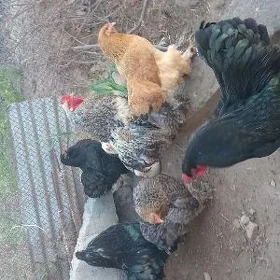brama towuk jujesi