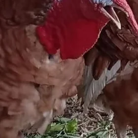 gyzyl avgan indyuklar