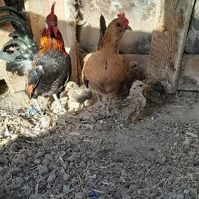 Serama Karlik Para
