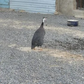 sizarka