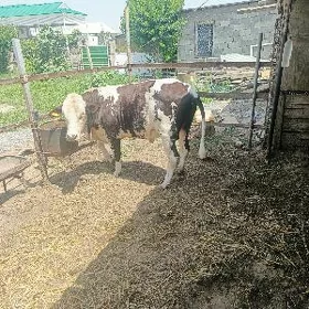 Öküz
