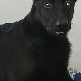 Овчарка