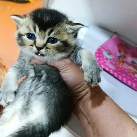 шотландские шиншиллы