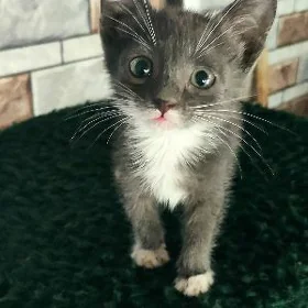котёнок