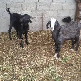 dog gurot