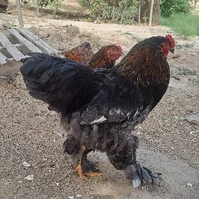 brama horaz