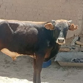 ökizçe
