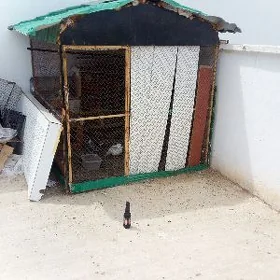 Kepderi ketek