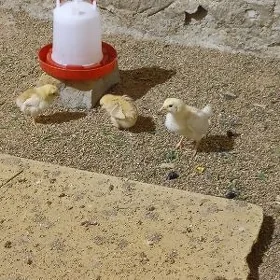 jujeler