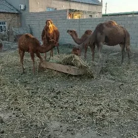 кошекли дуйе