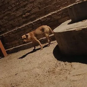 gujuk