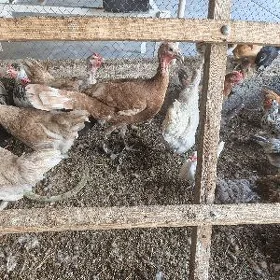 induk mâki
