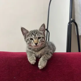 pişik