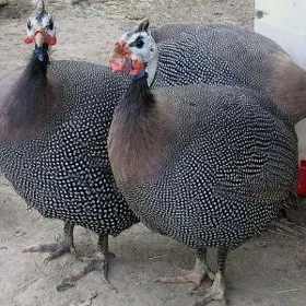 sisarka