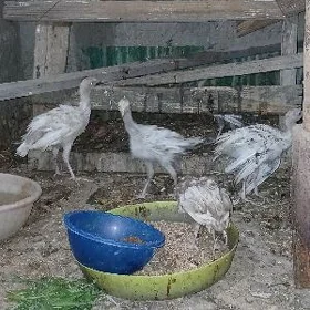 induk juyje