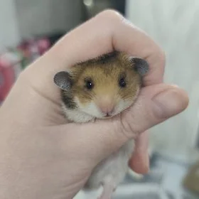 хомячки homyak 