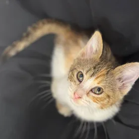 кошки