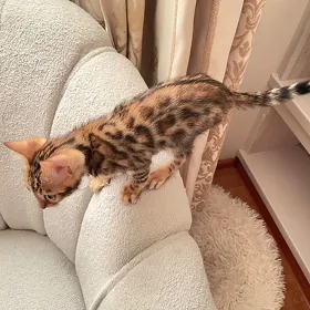 BENGAL PIŞIK 