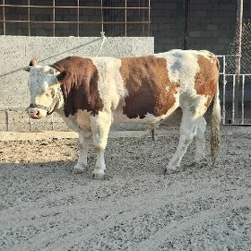 SİMMENTAL ÖKZ