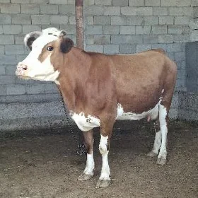 SİMMENTAL BOGAZ SYGYR