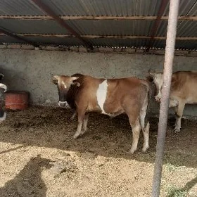 ökiz