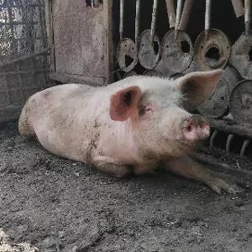 MATKA BAKYLAN SEMIZ DONUZ