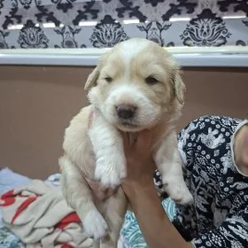 Собака