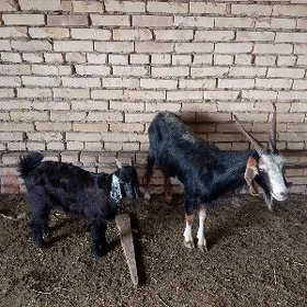 Owlakly geçi