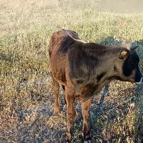 Öküz