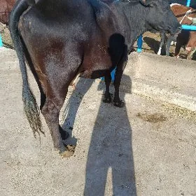 goleli sygyr