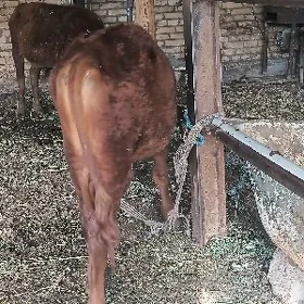 öküzler
