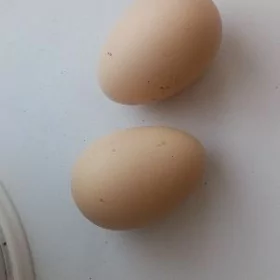 brama towugyn yumurtgasy