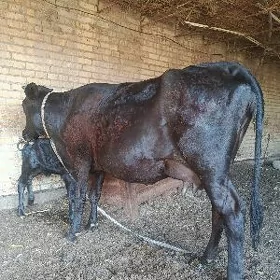 чорну пийостур голели сыгыр