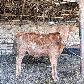 ÖKÜZÇE. WE. UNAJYN