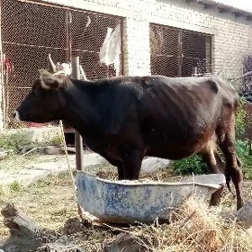 Tohum Tüwe Gibrit 1 ýaş 2 aý