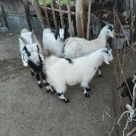 owlakly geçiller