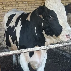 Arginal galyşteýin öküz