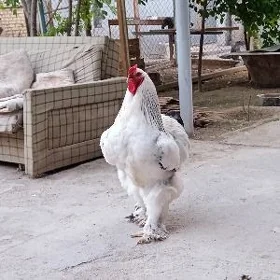 brama