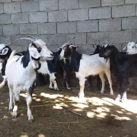 Geçi dog