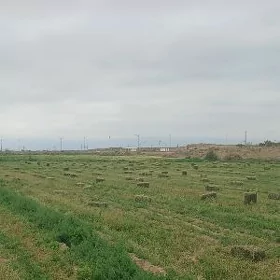Yorunja bede saman