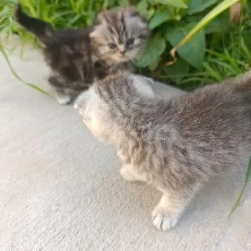 Вислоухие котята