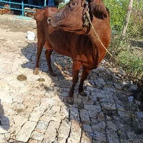 goleli sygyr
