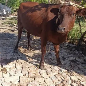 yetik boğaz